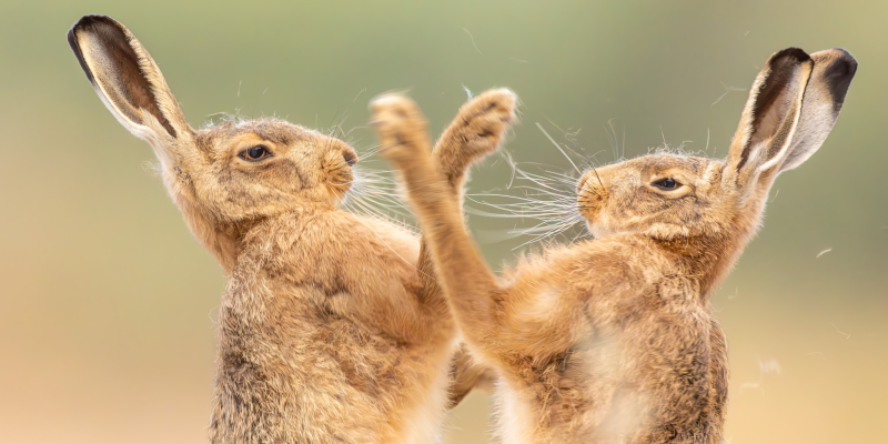 13 красивых снимков дикой природы с конкурса British Wildlife Photography Awards 2026